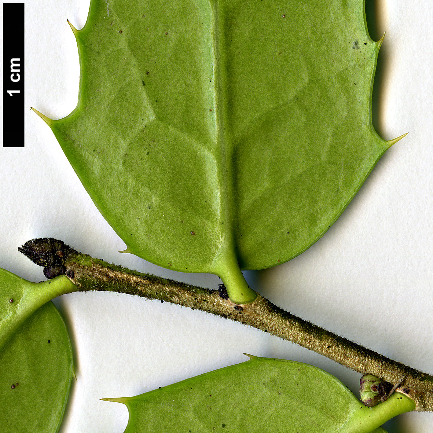 High resolution image: Family: Aquifoliaceae - Genus: Ilex - Taxon: bioritsensis